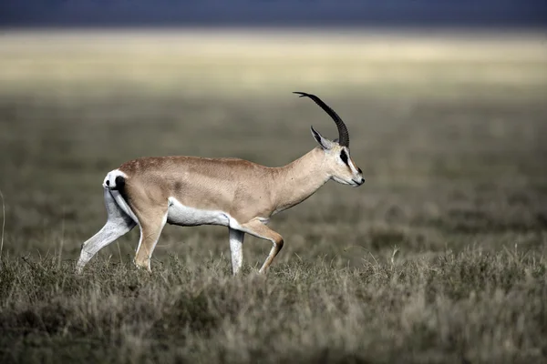 Grants Gazelle, gazella granti — Stockfoto