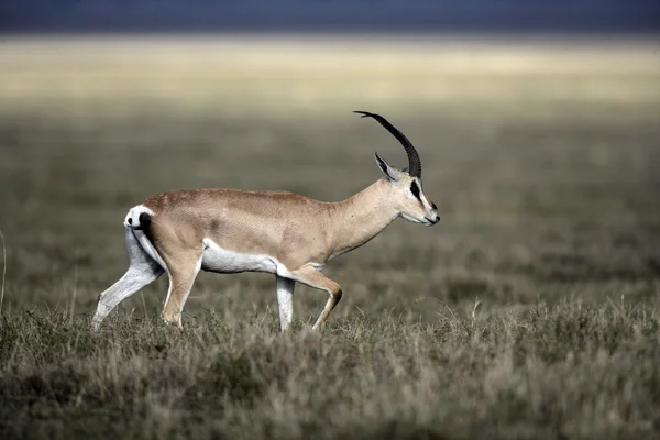 Gacela de Grant, Gazella granti — Foto de Stock