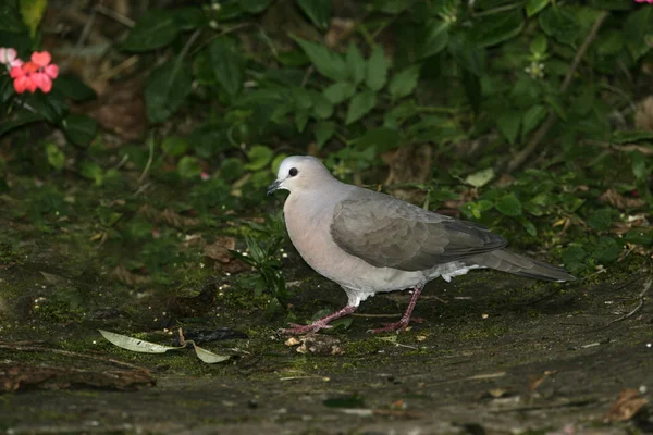 Colomba dalla fronte grigia, Leptotila rufaxilla — Foto Stock