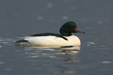 Goosander, Mergus merganser
