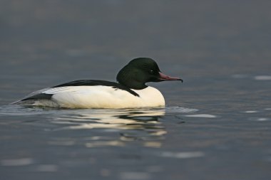 Goosander, Mergus merganser