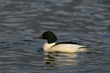 Goosander, Mergus merganser