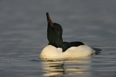 Goosander, Mergus merganser