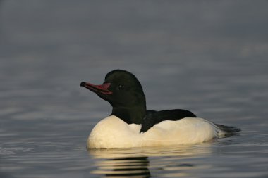 Goosander, Mergus merganser