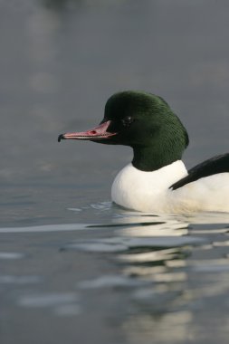 Goosander, Mergus merganser