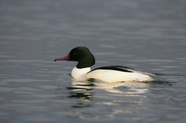 Goosander, Mergus merganser