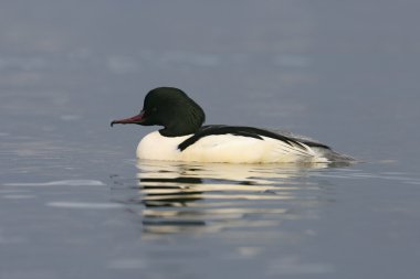 Goosander, Mergus merganser