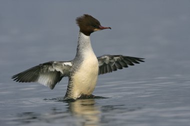 Goosander, Mergus merganser