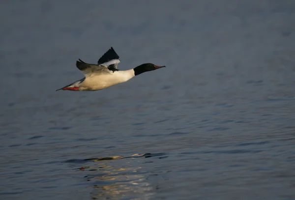 Merganso, Pato-mergulhão mergus — Fotografia de Stock