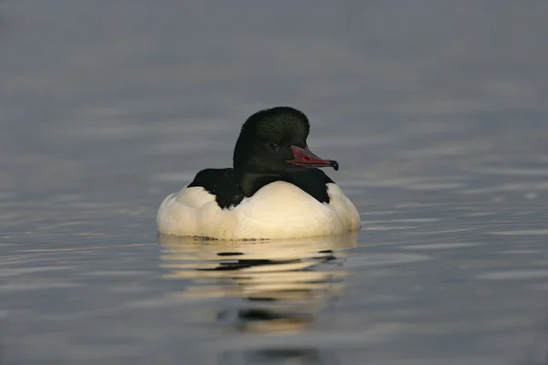 Merganso, Pato-mergulhão mergus — Fotografia de Stock