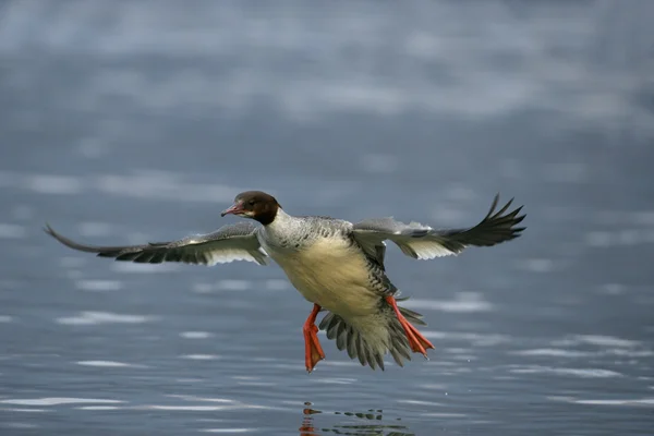 Smergo, mergus merganser — Foto Stock