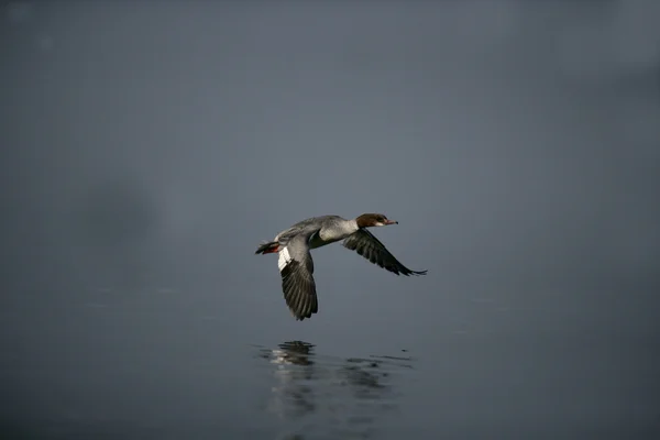 Merganso, Pato-mergulhão mergus — Fotografia de Stock