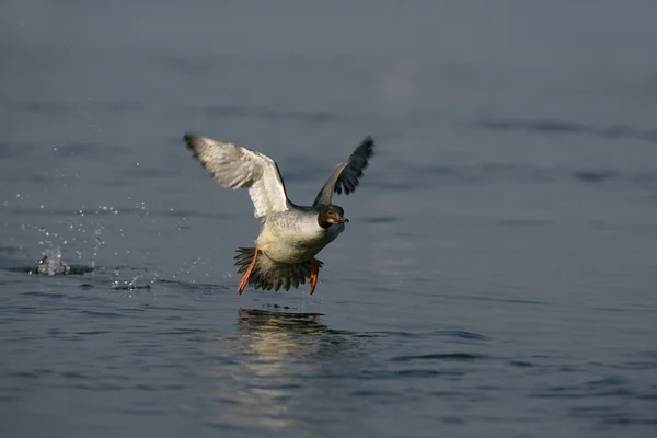 Voorts, mergus merganser — Stockfoto