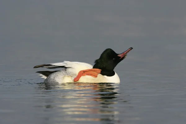 Morčák velký mergus merganser — Stock fotografie