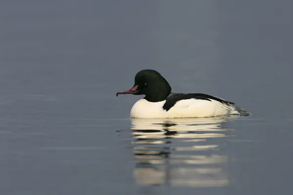 Merganso, Pato-mergulhão mergus — Fotografia de Stock