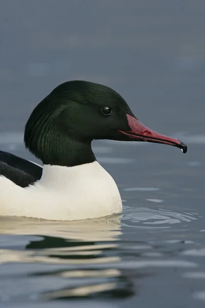 Smergo, mergus merganser — Foto Stock