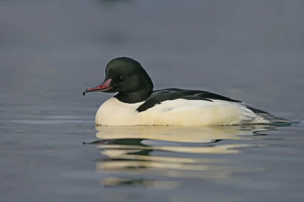 Smergo, mergus merganser — Foto Stock