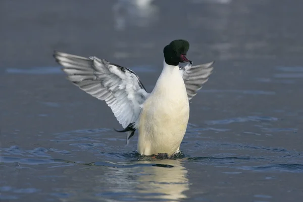 Goosander, Mergus merganser — Stok fotoğraf