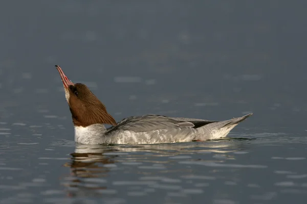 Goosander, Mergus merganser - Stock-foto