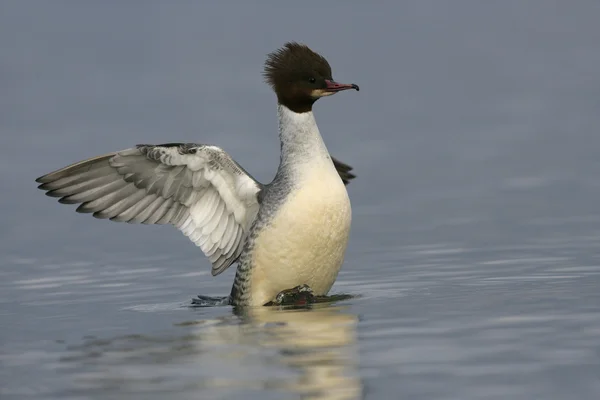 Merganso, Pato-mergulhão mergus — Fotografia de Stock