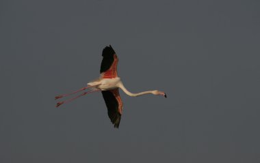 büyük flamingo, phoenicopterus ruber