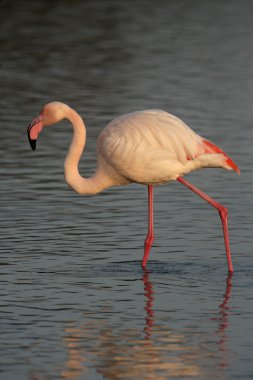 büyük flamingo, phoenicopterus ruber