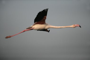 büyük flamingo, phoenicopterus ruber