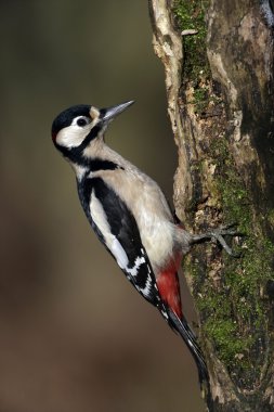 büyük bir ağaçkakan, dendrocopos major