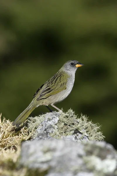 Stor pampa-finch, embernagra platensis — Stockfoto