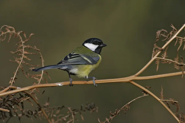 Grande mésange, Parius major — Photo