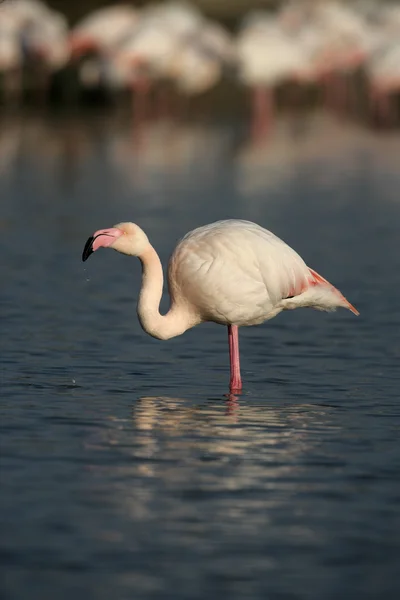 Greater flamingo, Phoenicopterus ruber — Stock Photo, Image