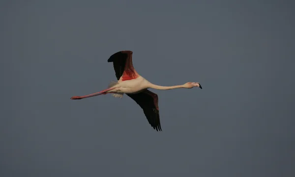 Flamingo maior, Phoenicopterus ruber — Fotografia de Stock