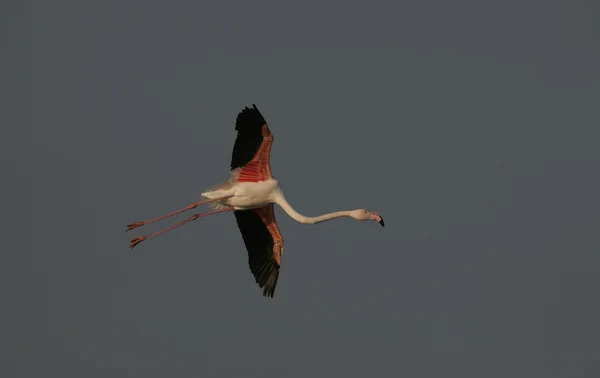 Büyük flamingo, phoenicopterus ruber — Stok fotoğraf