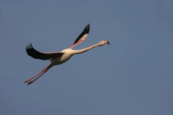 Större flamingo, phoenicopterus ruber — Stockfoto