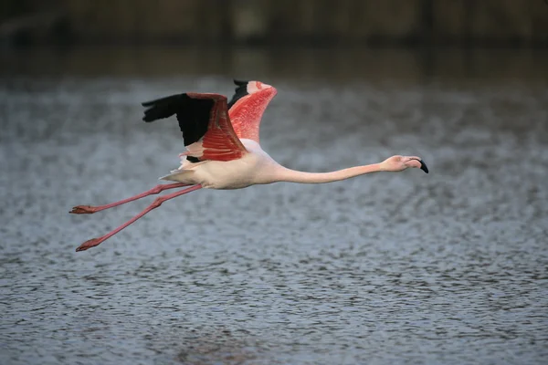 Flamingo maior, Phoenicopterus ruber — Fotografia de Stock