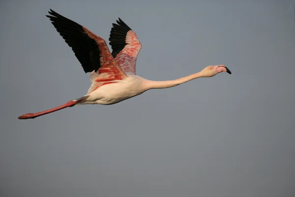 Större flamingo, phoenicopterus ruber — Stockfoto