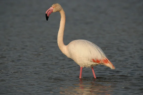 Flamingo maior, Phoenicopterus ruber — Fotografia de Stock