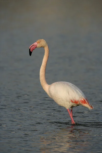 Flamingo maior, Phoenicopterus ruber — Fotografia de Stock