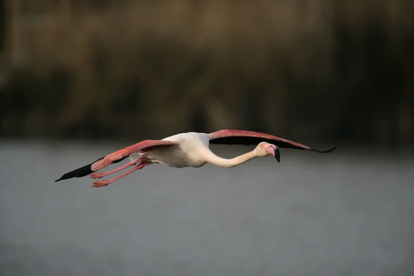 Större flamingo, phoenicopterus ruber — Stockfoto