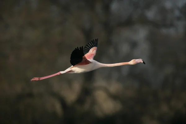 Grand flamant rose, Phoenicopterus ruber — Photo