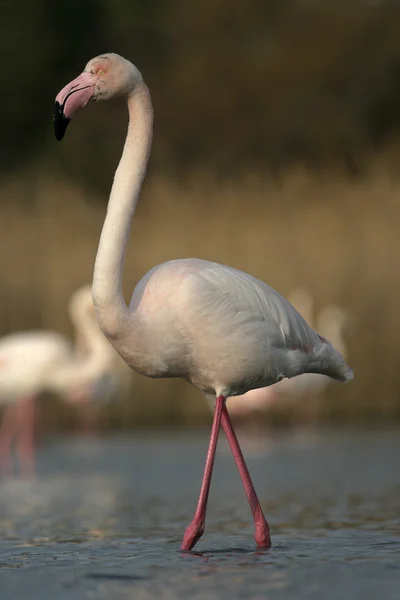 Greater flamingo, Phoenicopterus ruber — Stock Photo, Image