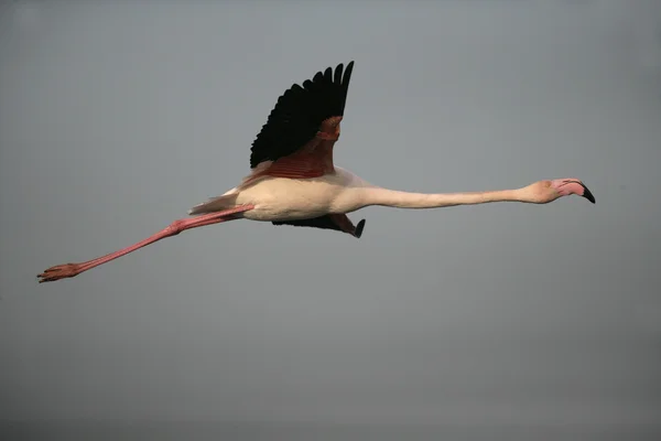 Större flamingo, phoenicopterus ruber — Stockfoto