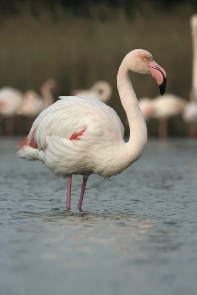 Großer Flamingo, Phoenicopterus ruber — Stockfoto