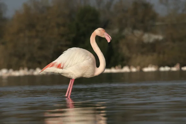 Rózsás flamingó, phoenicopterus ruber — Stock Fotó