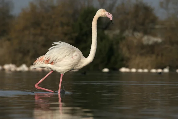 Rózsás flamingó, phoenicopterus ruber — Stock Fotó