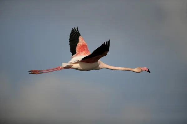 Greater flamingo, Phoenicopterus ruber — Stock Photo, Image