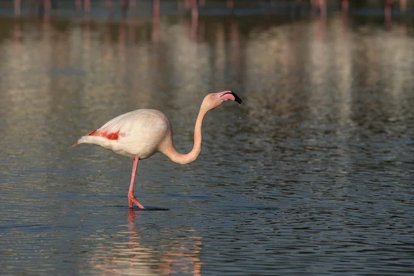 Greater flamingo, Phoenicopterus ruber — Stock Photo, Image