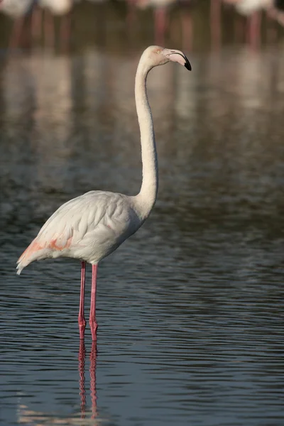 Stor flamingo, fønikuterus ruber - Stock-foto