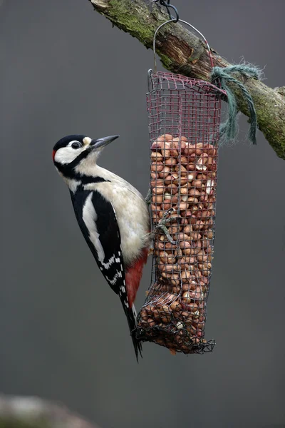 Grote bonte specht, dendrocopos major — Stockfoto