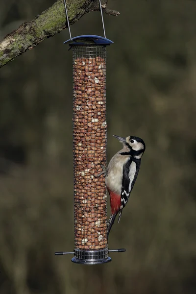 Stor prickig hackspett, dendrocopos major — Stockfoto